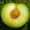 Scion de pluot / hybride Prumix™ Goutte Céleste cultivé dans le Tarn - résistant aux maladies - compatible Agriculture Bio